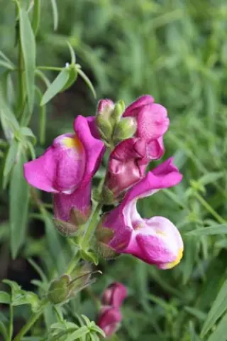 Antirrhinum cirrhigerum