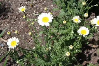 Anthemis triumphettii (A. caucasica)