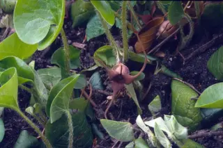 Asarum caudatum