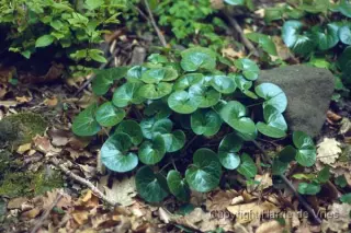 Asarum europaeum