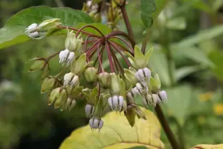 Asclepias exaltata (coll. Wisconsin)