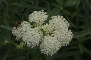 Asclepias incarnata 'Iceballet'