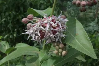 Asclepias speciosa