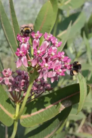Asclepias sullivantii