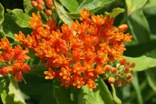Asclepias tuberosa interior