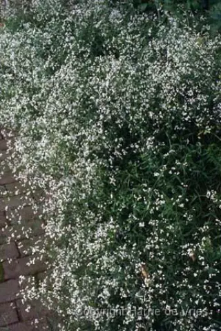 Asperula aristata scabra