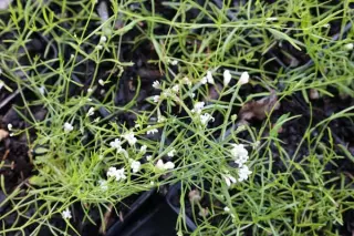 Asperula cynanchica