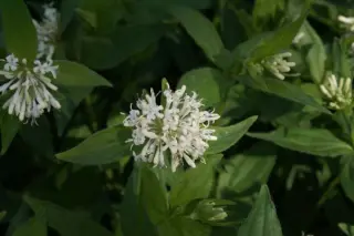 Asperula taurina