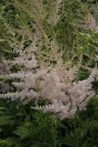 Astilbe arendsii 'Eden's Odysseus'