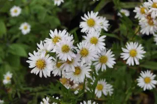Aster 'Beauté Du Nord'