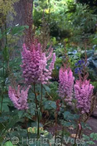 Astilbe chinensis taquetii 'Purpurlanze'