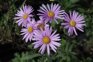 Aster 'Cotswold Gem'