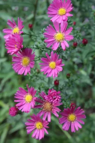 Aster 'Elie's Red Star'