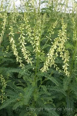 Astragalus galegiformis