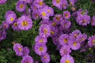 Aster 'Johan'