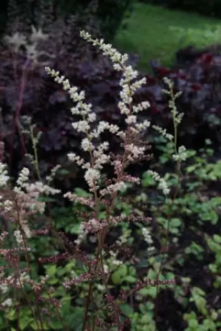 Astilbe longicarpa BSWJ6711