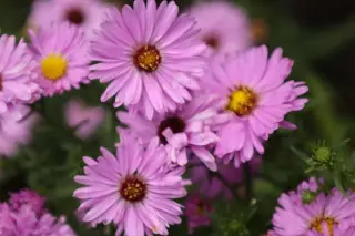 Aster 'Looman's Pink Double'