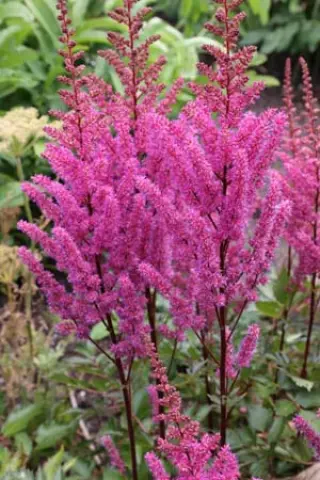 Astilbe 'Maggie Daley'
