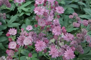 Astrantia major 'Cherise Button'