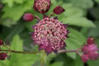 Astrantia major 'Hadspen Blood'