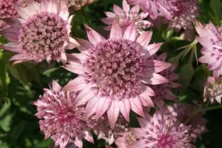 Astrantia major 'Pink Pride'