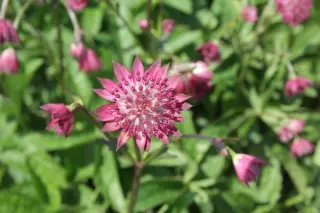 Astrantia major 'Red Joyce'