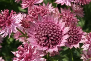 Astrantia major 'Roma'