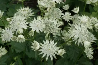 Astrantia major 'Super Star'