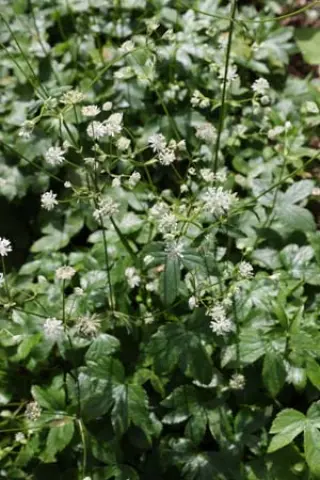 Astrantia minor