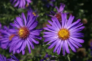 Aster 'Orpheus'