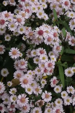 Aster 'Pink Buttons'