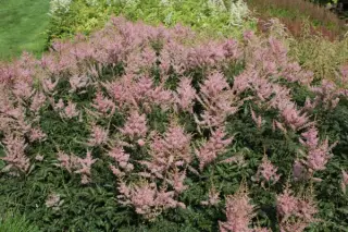 Astilbe simplicifolia 'Henny Graafland'