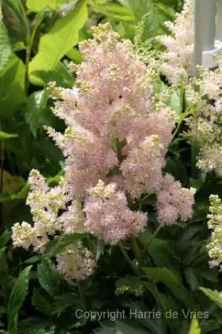 Astilbe 'Sister Theresa'