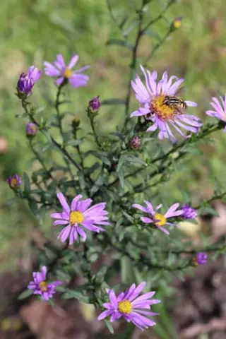 Aster 'Souvenir'