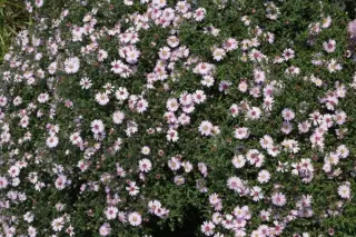 Aster 'Small-Ness'