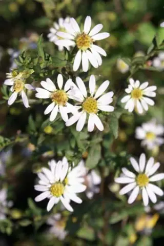 Aster 'Speyerer Herbstwoge'