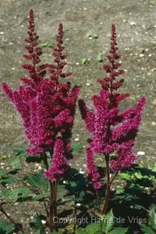 Astilbe 'Visions In Red'