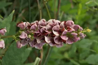 Apios americana