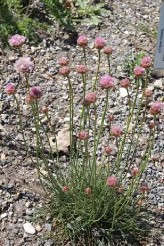 Armeria sp. (coll. Patagonië)