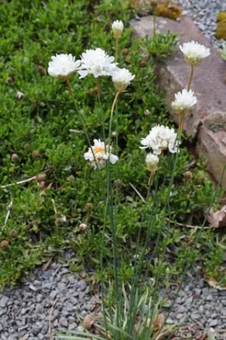 Armeria vandasii
