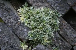 Arabis x suendermannii 'Variegata'