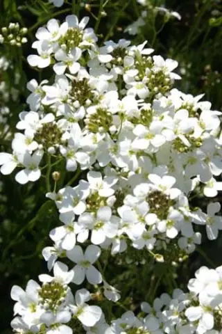 Arabis x suendermannii