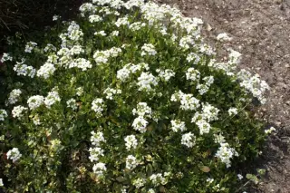 Arabis wilzeckii