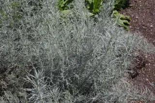 Artemisia abrotanum 'Silver'