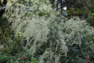 Artemisia lactiflora 'Elfenbein'