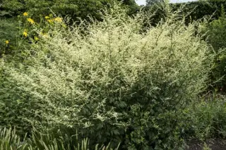 Artemisia lactiflora 'Weisse Dame'