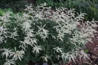 Aruncus aethusifolius 'Elegance'