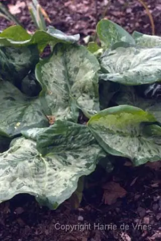 Arum 'Chameleon'