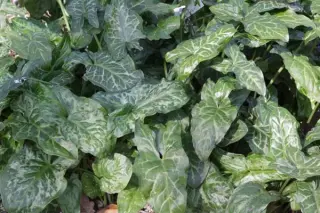 Arum concinnatum 'Mount Ida'