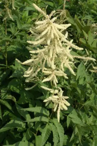 Aruncus dioicus var. kamtschaticus